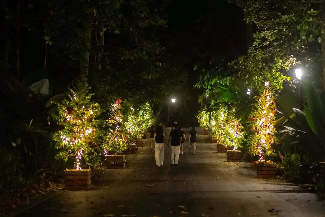 Some 250 decorated trees will be showcased across the Singapore Botanic Gardens from Dec 5 to Jan 3, 2027.