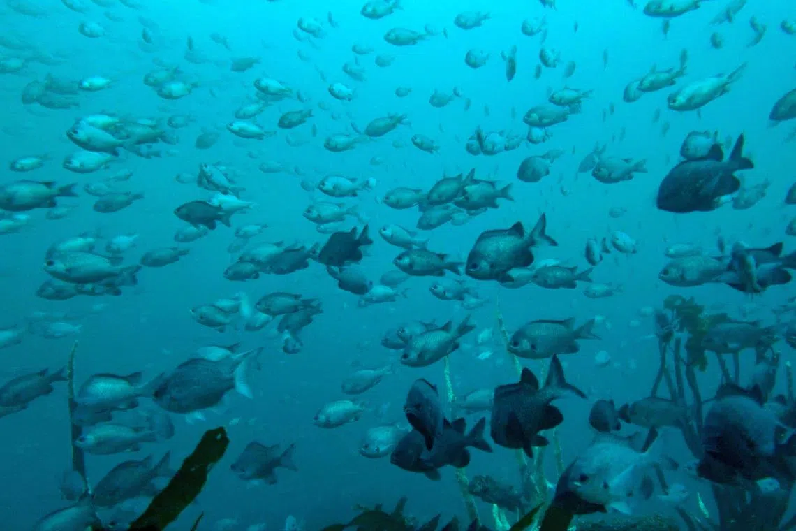 Less than 10 per cent of the ocean has been designated as marine protected areas, despite the global target of 30 per cent by 2030.