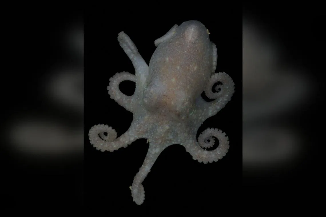 Scientists investigating how Antarctica's ice sheets grew and retreated in the deep past have turned to an innovative approach: studying the genes of octopuses that live in its chilly waters. 