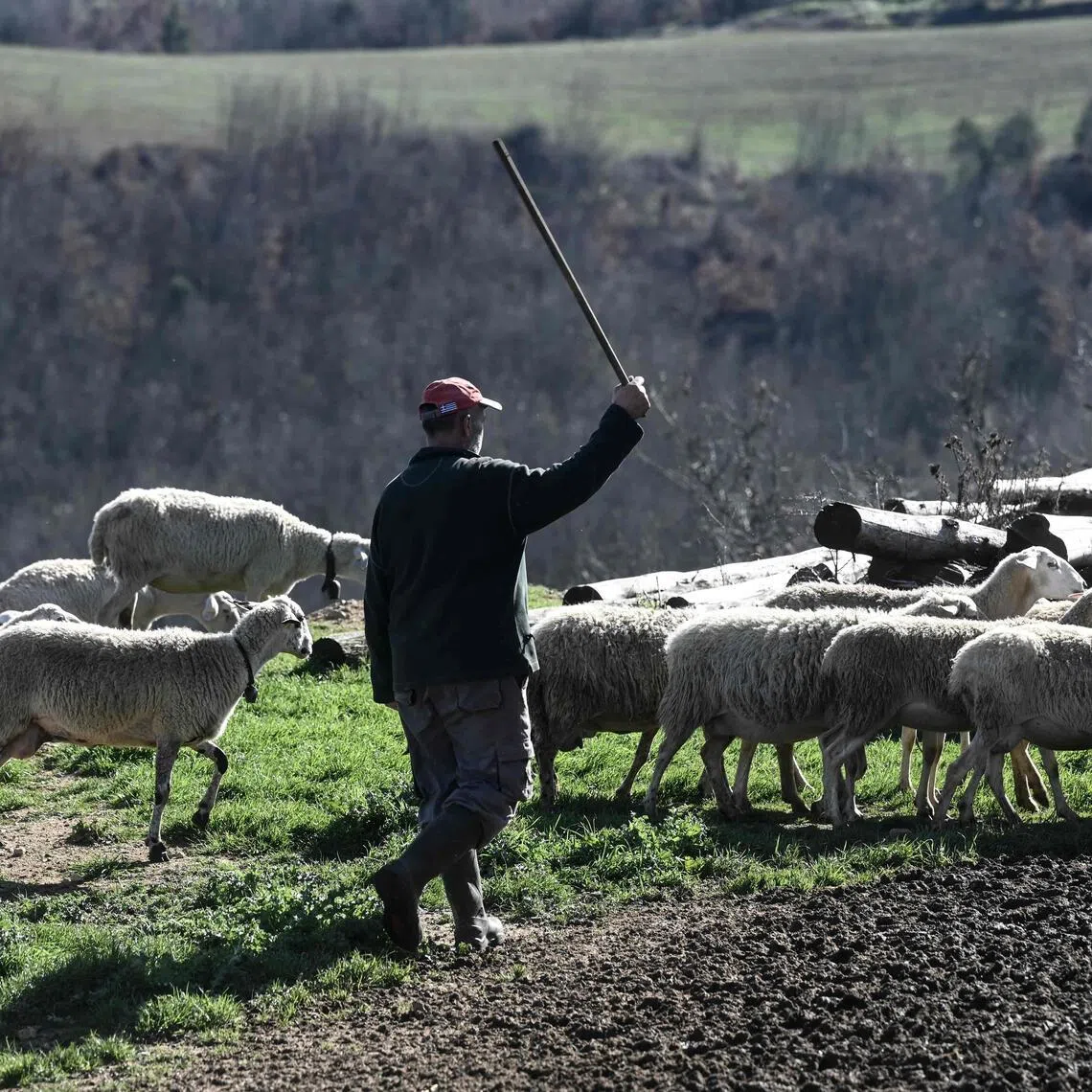 From August 2024 to early March, more than 480,000 sheep and goats have been killed because of an ongoing pox pandemic.