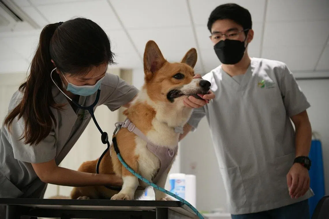 The Singapore Veterinary Association in 2021 felt vet paraprofessionals could be better recognised.