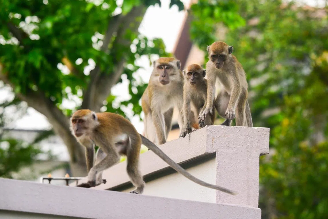 A troop of long-tailed macaques were spotted at around 8:30am at Ponggol Twenty-fourth Avenue.