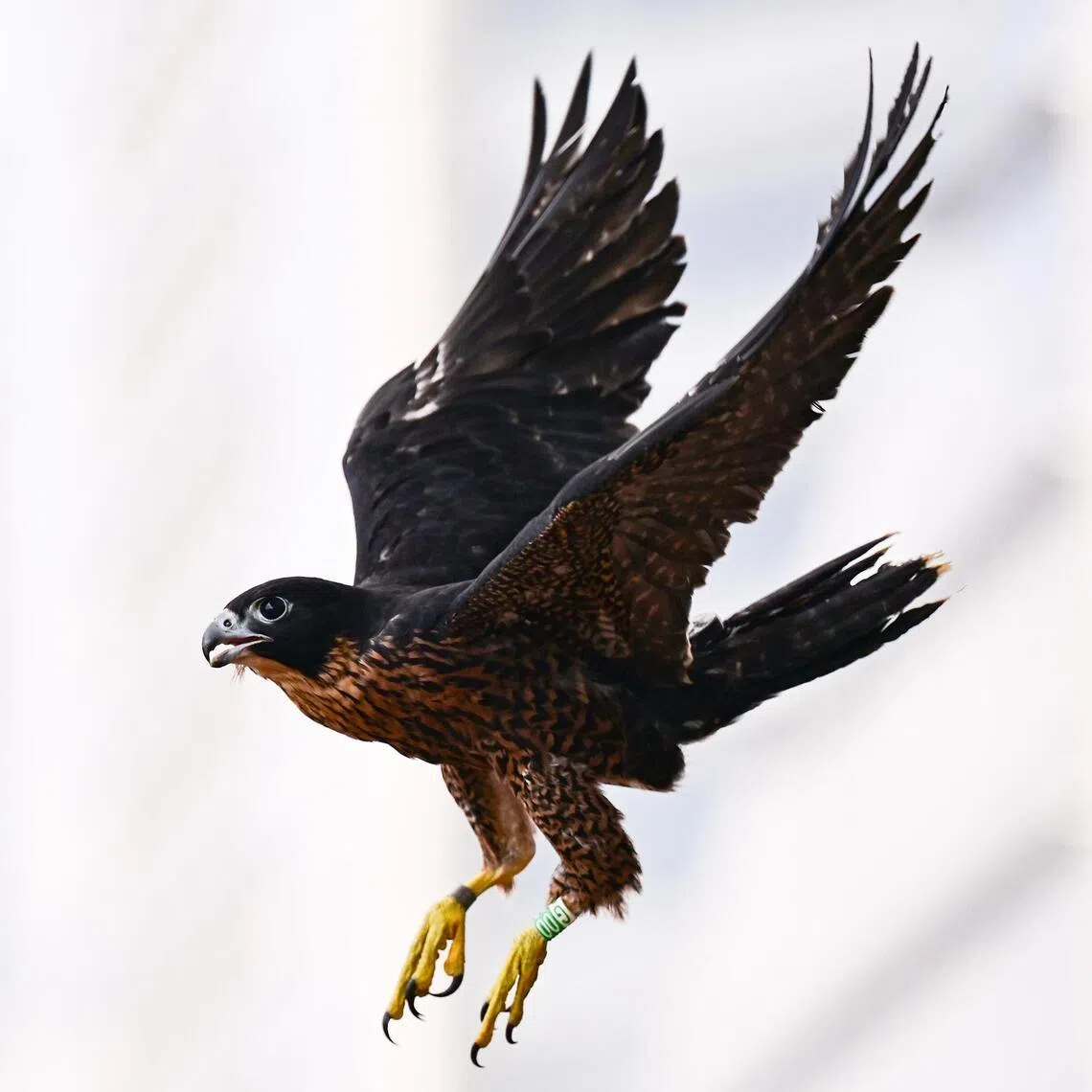 A peregrine falcon chick fitted with a bluetooth tracker flying away from OCBC Centre on April 8, 2026. 

(ST PHOTO: LIM YAOHUI)