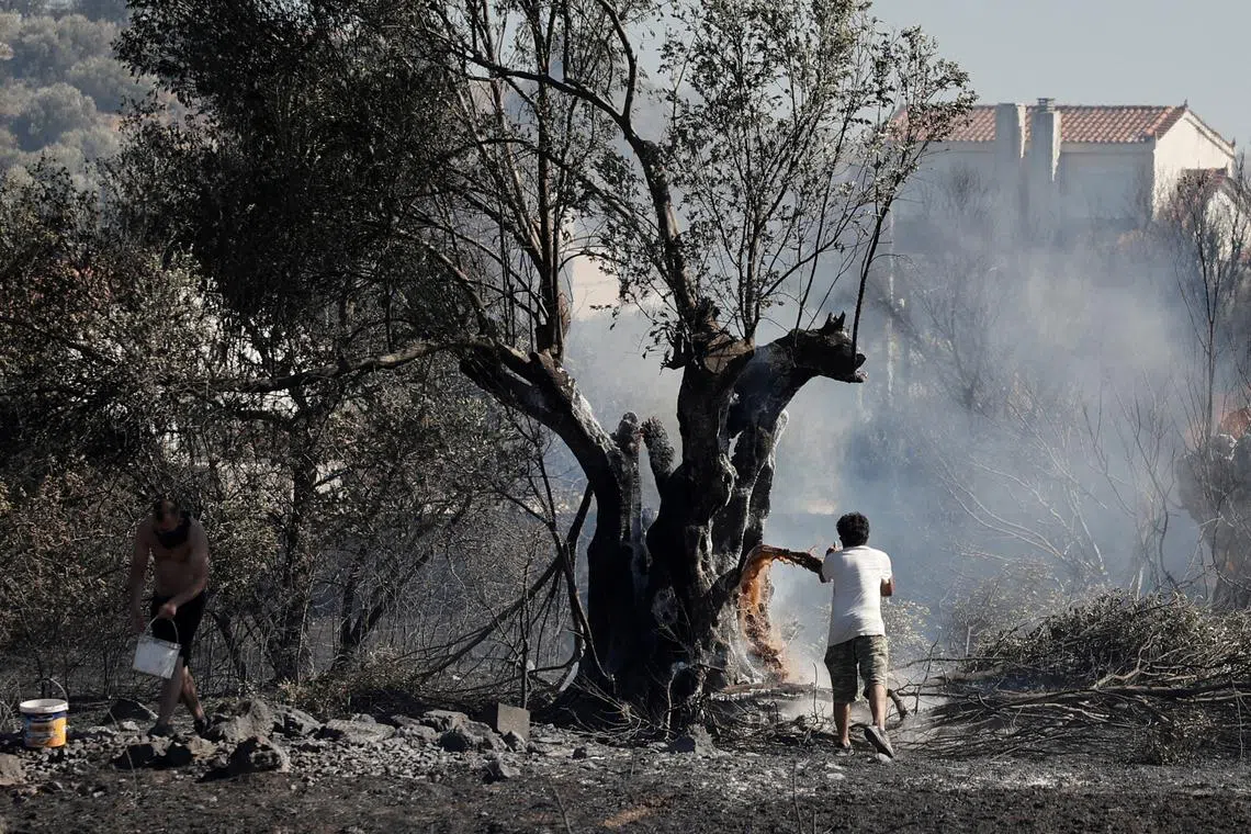 Men trying to douse fire on a tree during a wildfire, near the town of Koropi, Greece, on June 19, 2024. 
