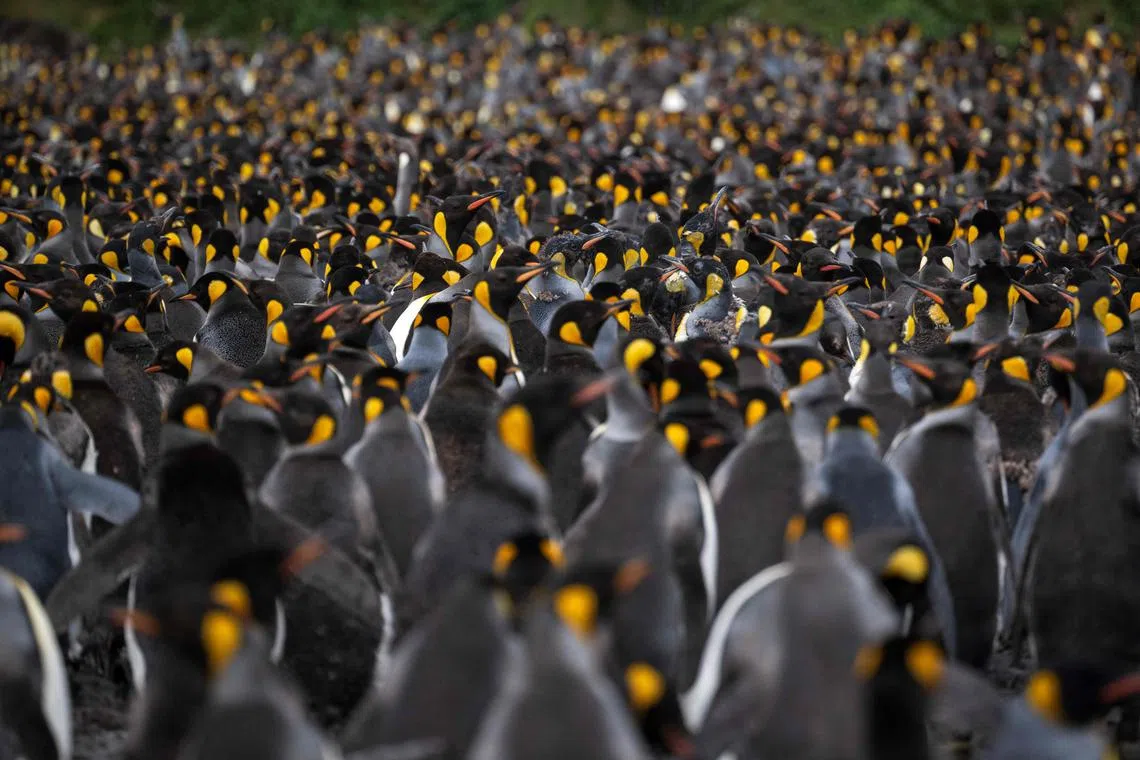 Thousands of penguins (Manchots Royaux) are pictured on December 21, 2022 on the Desolation Island, part of the Crozet Islands which are a sub-Antarctic archipelago of small islands in the southern Indian Ocean. 
They form one of the five administrative districts of the French Southern and Antarctic Lands. The Crozet Islands are home to four species of penguins. Most abundant are the macaroni penguin, of which some 2 million pairs breed on the islands, and the king penguin, home to 700,000 breeding pairs; half the world's population. Mammals living on the Crozet Islands include fur seals and southern elephant seals. Killer whales have been observed preying upon the seals. 