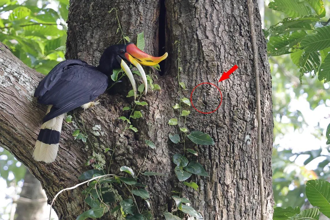 Poachers have placed an ail (circled) near the nest of a rhinoceros hornbill. Nets are attached to the nails to catch the birds, especially their young, when they are ready to fledge.