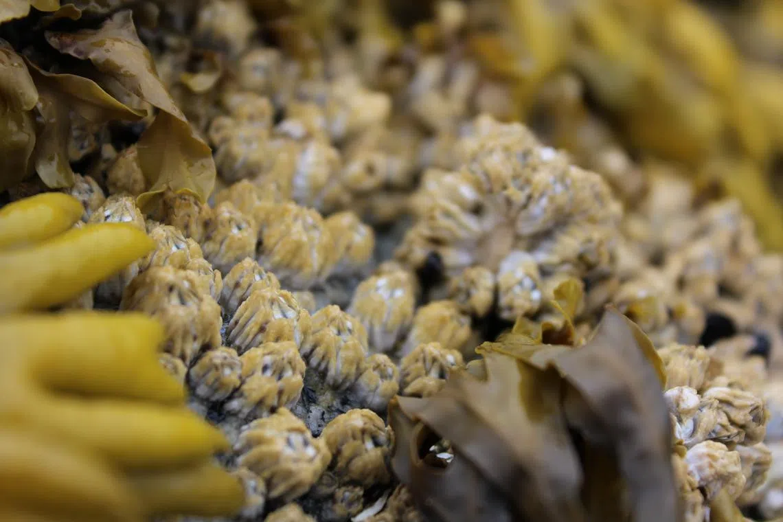 A file photo of barnacles. By studying how the barnacles’ shells have formed, researchers have been able to work out the surface temperatures of the seas where they have been.