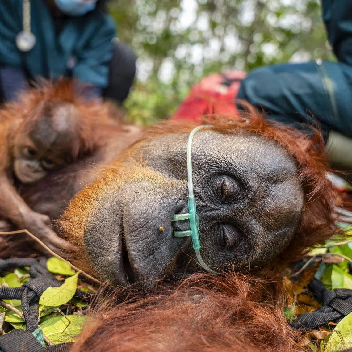 Wildfires have also been reported in the habitats of five gibbon species across Sumatra and Borneo, the conservation network said.