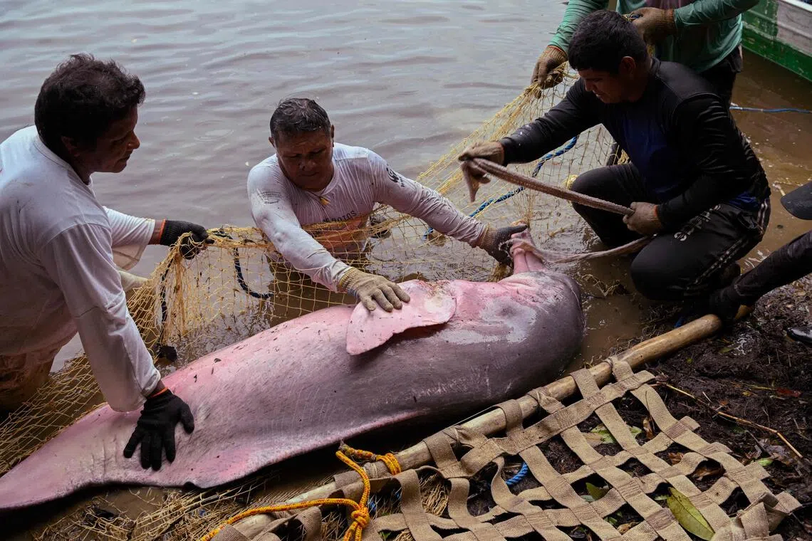 Amazon lake where hundreds of dolphins died was hotter than a jacuzzi