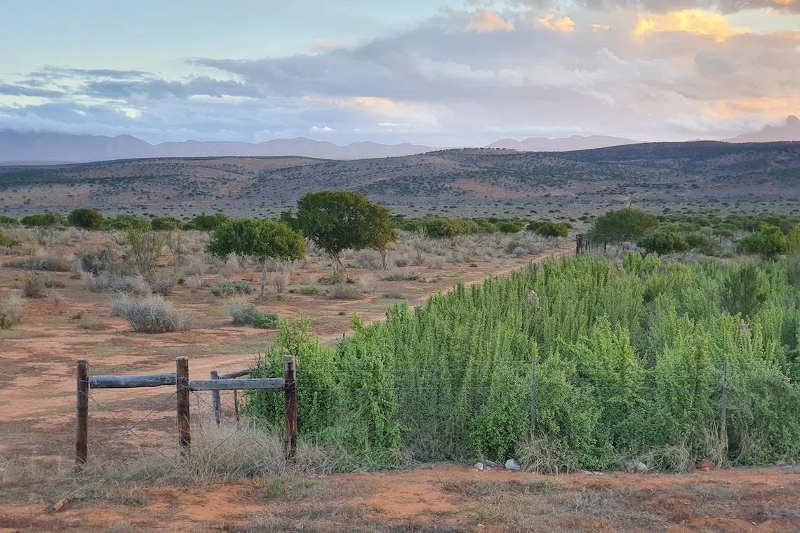 Trial plot of spekboom plants in South Africa. 
