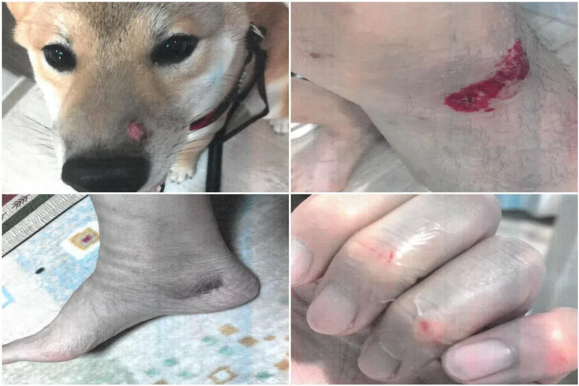 Ng Boon Siong's bull terrier attacked a dog belonging to a member of the public, resulting in the latter two sustaining injuries.