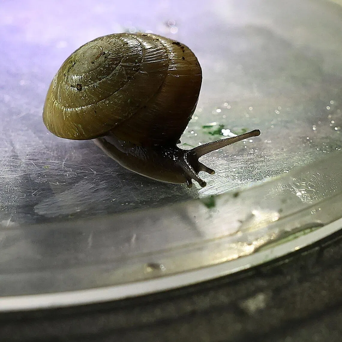 Once thought lost, the greater Bermuda land snail has "officially been saved from extinction".