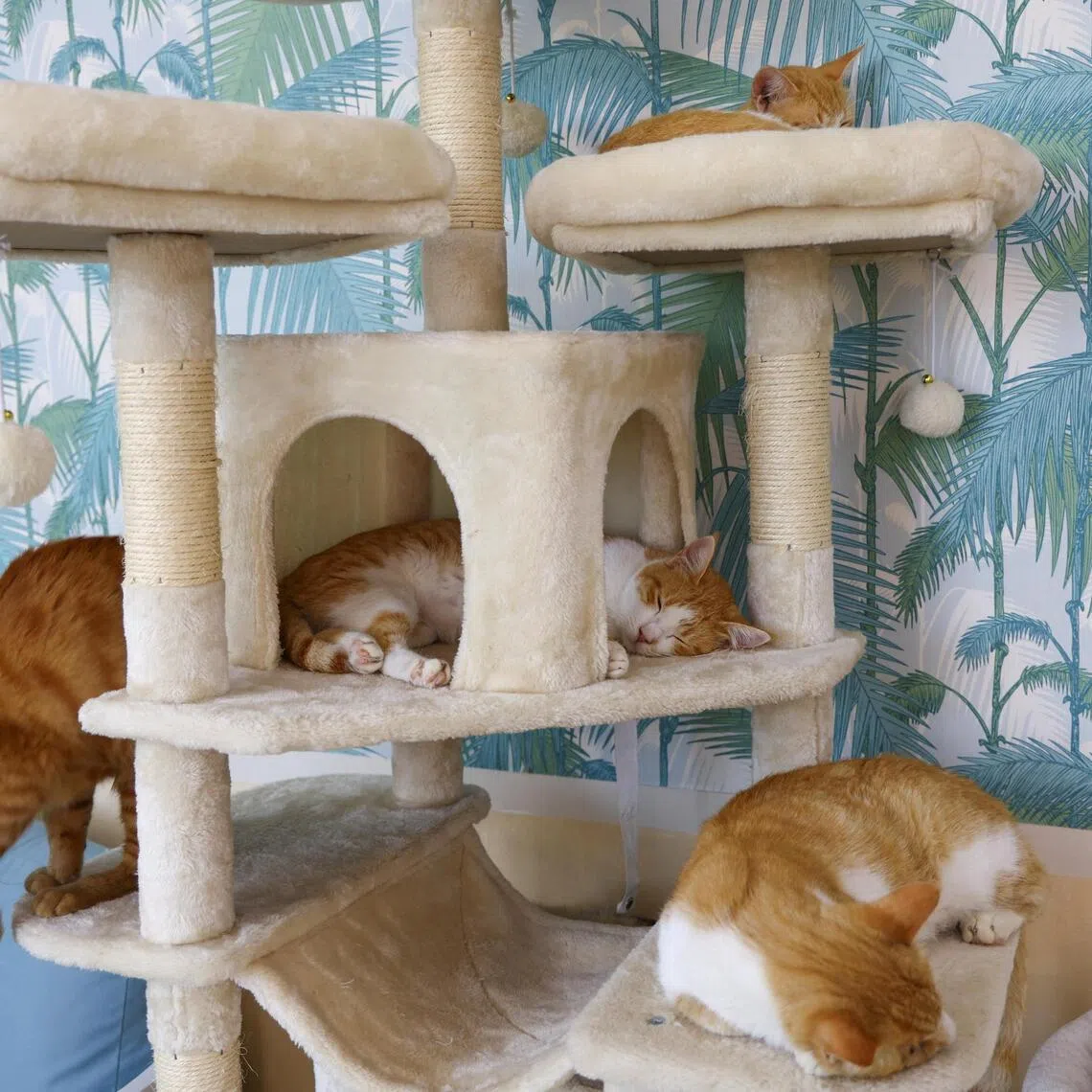 Scientists are beginning to think that even seemingly innocent cat behaviour – grooming another cat – might not always be nice.