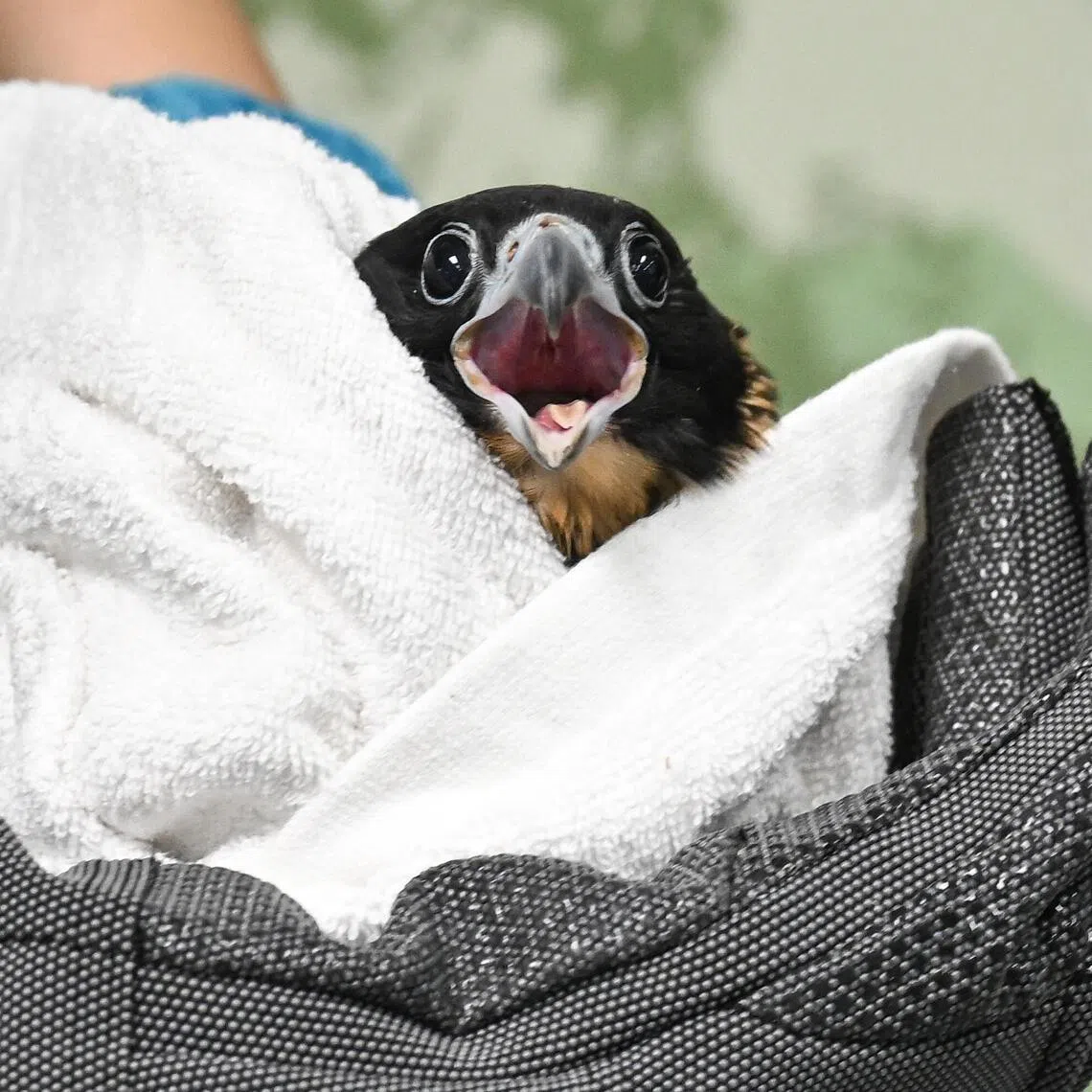 One of the four chicks by Singapore's only known pair of peregrine falcons at a vet check at the Centre for Wildlife Rehabilitation on April 8 after it was found on the ground.
