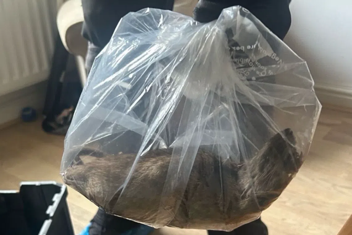 The rat caught in North Yorkshire was around 56cm long from nose to tail.