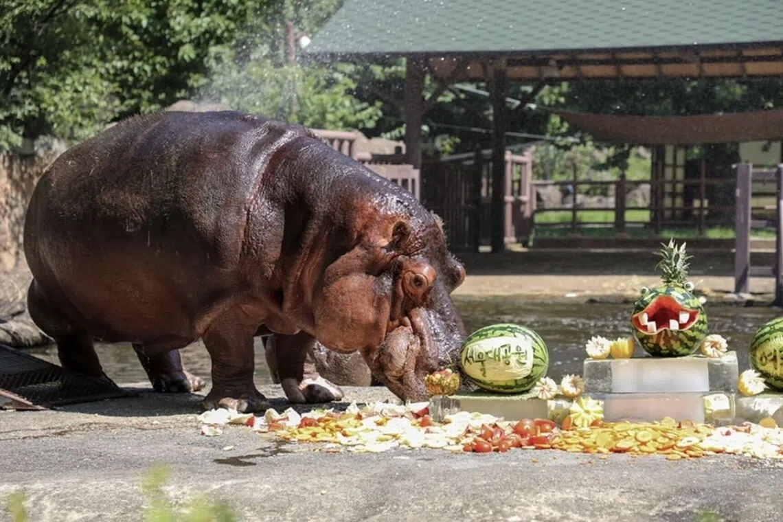 Hippos typically live for 40 to 50 years, and Hasun is believed to have died of old age.