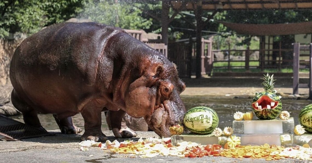 South Korea’s oldest hippo, Hasun, dies at 46