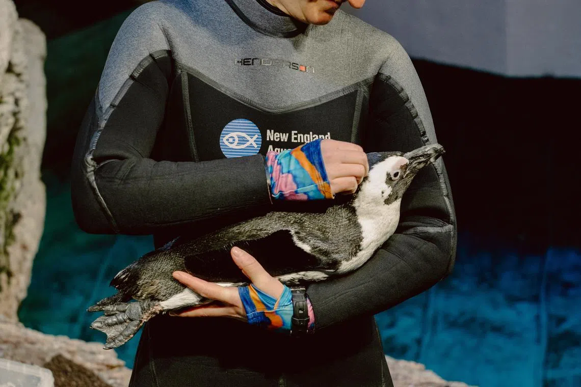 A penguin trainer cuddles Lambert, 32, at the New England Aquarium in Boston, March 13, 2025. About half of the aquariumÕs 40 African penguins are older than the birdÕs life expectancy of 10 to 15 years and some have doubled it. (Cody OÕLoughlin/The New York Times)