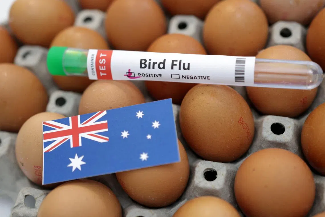 FILE PHOTO: A test tube labelled \"Bird Flu\", eggs and a piece of paper in the colours of the Australian national flag are seen in this picture illustration, January 14, 2023. REUTERS/Dado Ruvic/Illustration/File Photo