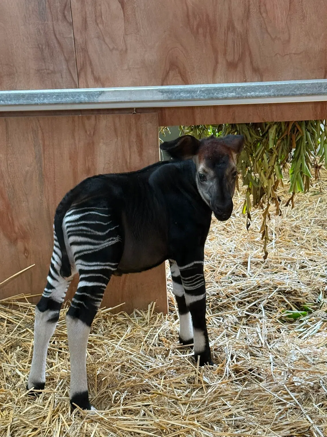 The calf spends most of its time in the calving box.
