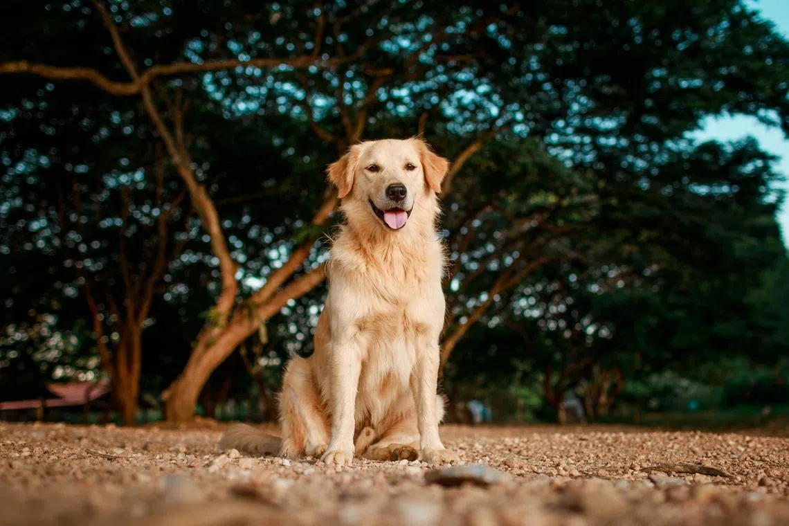 A woman recently sued her son’s ex-girlfriend, claiming ownership of a dog which had lived with her for years but is legally owned by the ex-girlfriend.