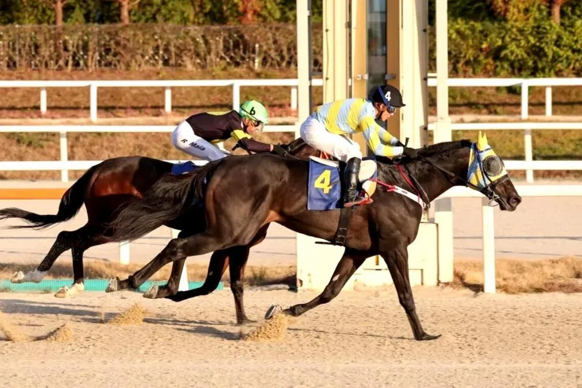 Geudaemaniddamyeon (Wong Chin Chuen) beating Wonpyeong Sket (Ruan Maia) in the Listed Gwacheon Mayor's Trophy (1,200m) at Seoul on Nov 16, 2025. Former Kranji favourite Wong retains the ride on the Choi Yong-geon-trained two-year-old colt in Seoul's Class 2 (1,400m) on March 21.


