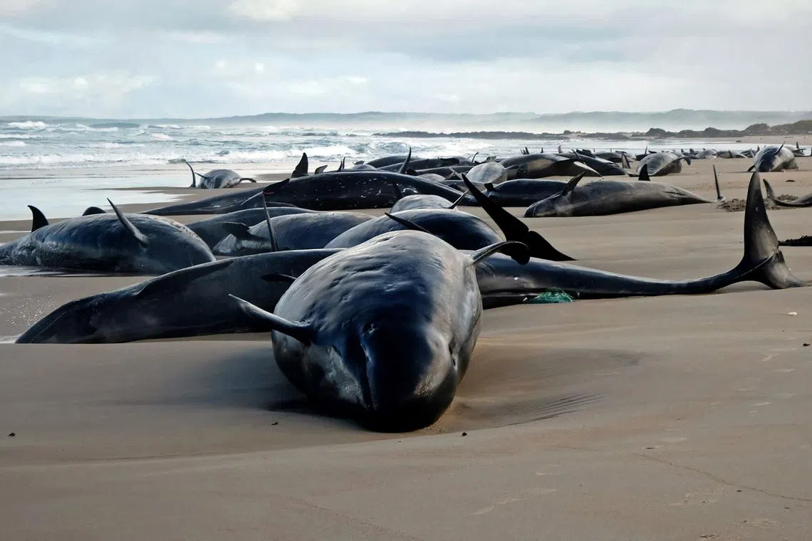 A pod of 157 dolphins stranded on a remote beach in Australia's southern island of Tasmania, on Feb 19, 2025. 