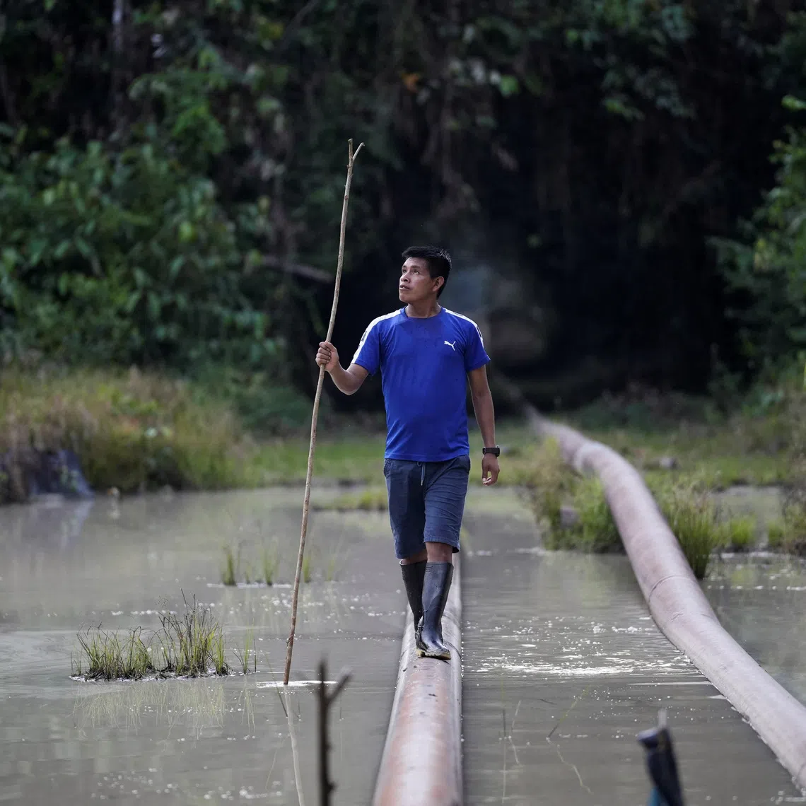 Indigenous Urarina leader Wilmer Macusi walks on a pipeline running through a pool of stagnant water that links the Block 8 oilfield to the government-owned North Peruvian Pipeline (ONP), in Santa Rosa, in Peru's northern Amazon, July 12, 2025. REUTERS/Angela Ponce