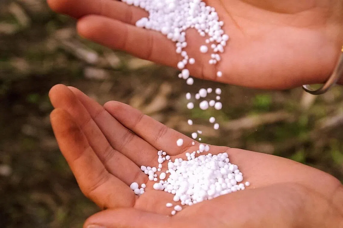 A handful of urea pellets seen in Argentina. Farmers have been seeking fertiliser alternatives with the war disrupting supplies.