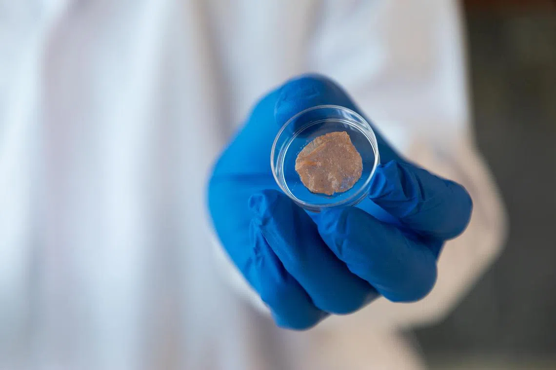 Cultured pork meat grown using the edible cell culture scaffolds.