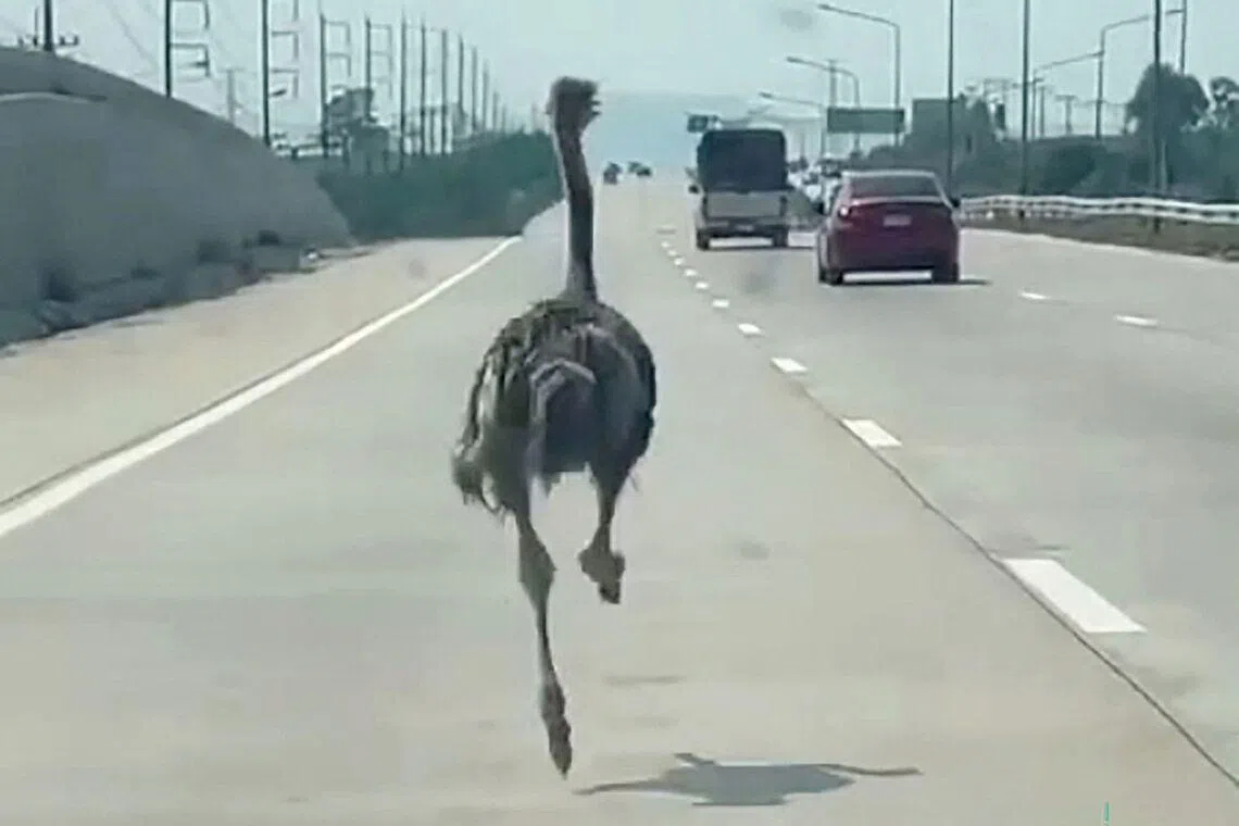 A handout video courtesy of Chairat Sompong shows a pet ostrich running along a highway in Thailand's Chonburi province, after escaping its enclosure at an animal-themed cafe, on April 7, 2026.