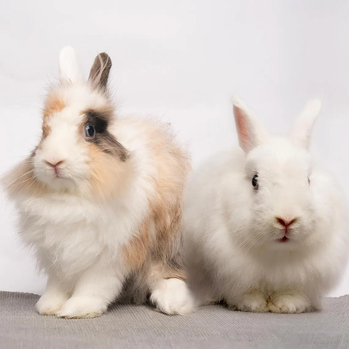 shelter01 - Shelter Stars of the month: Bonded Angora rabbits Julius and Corinne.



SOURCE / COPYRIGHT: PHOTO: HOUSE RABBIT SOCIETY SINGAPORE