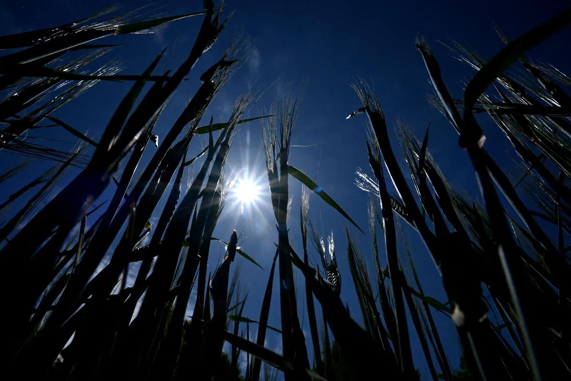 Among the controversial geoengineering techniques is solar radiation modification, which involves cutting the amount of sunlight reaching Earth’s surface. 