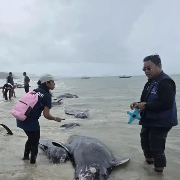 Rescuers inspect a pod of stranded whales on March 10 at Mbadokai Beach in Rote Ndao regency, East Nusa Tenggara, Indonesia. 