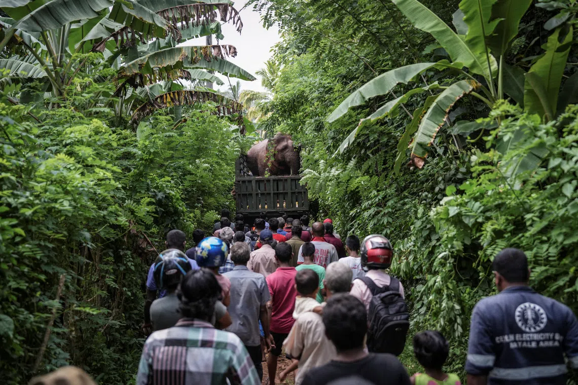 A wild elephant is transported by truck for relocation to the Horowpathana Elephant Holding Ground in Naula, Sri Lanka, on June 27, 2025.