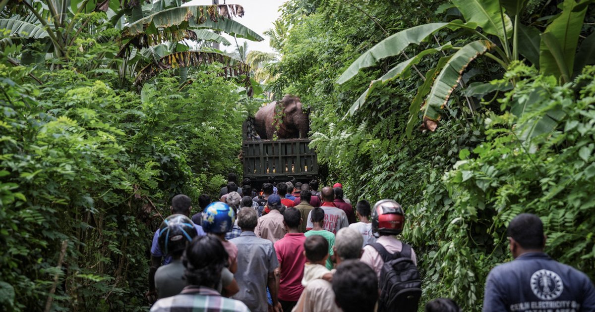 In Sri Lanka, human-elephant conflict takes deadly toll