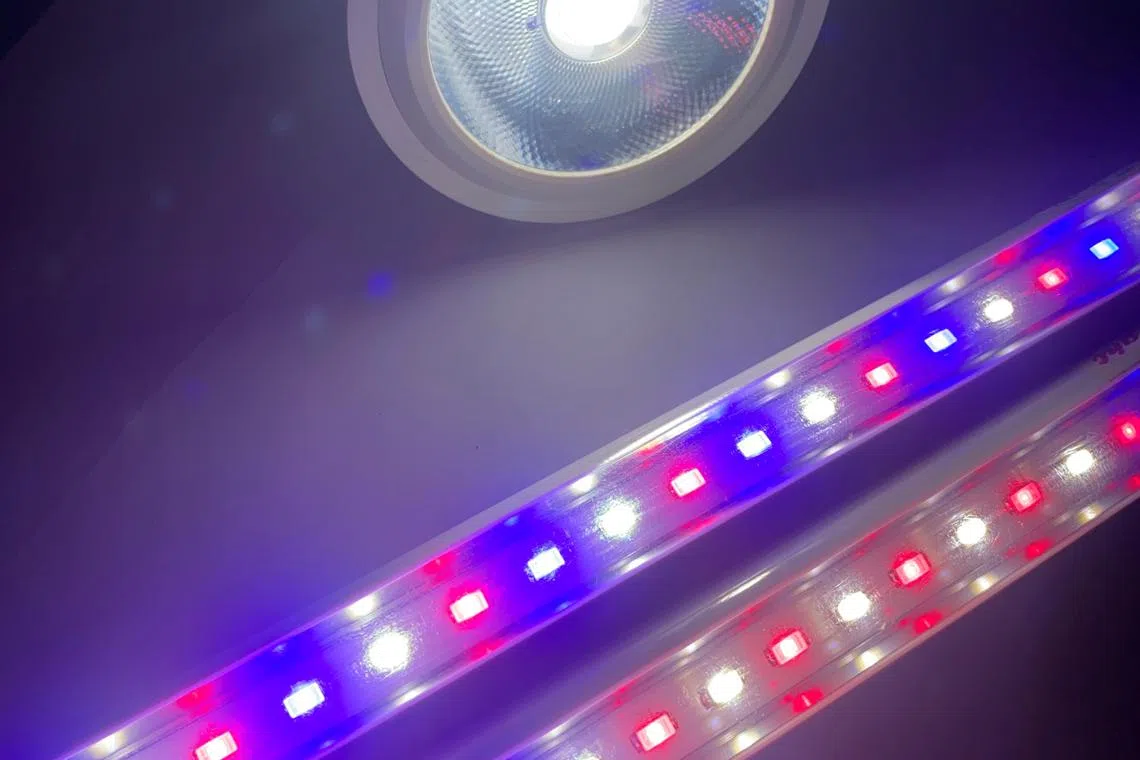 Grow lights generally come in the form of spot lights or tube lights.