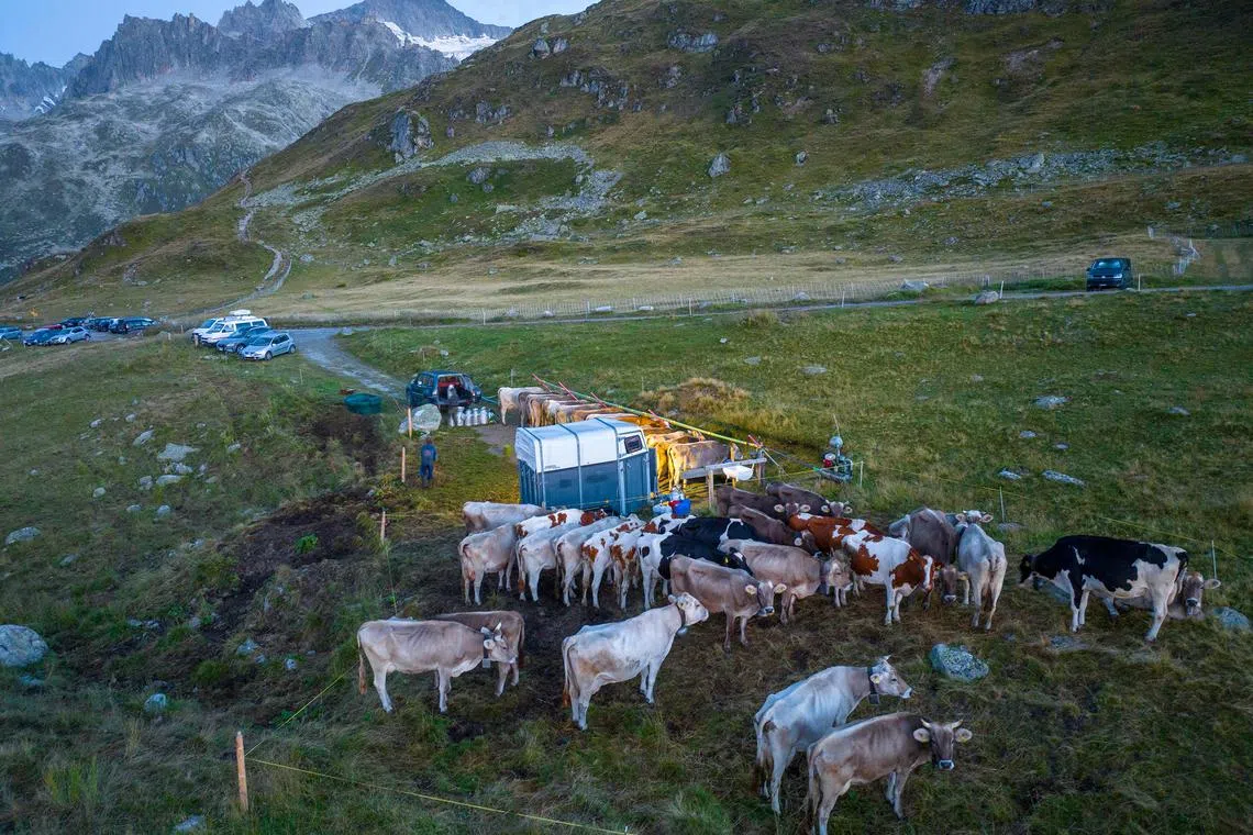 A family’s mobile milking system, being used because the grass on its Alpine pastures is sufficient for grazing only about two weeks a year, near Andermatt, Switzerland, Aug 23, 2023. 