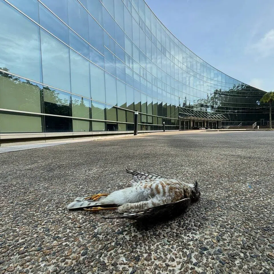 A fallen Japanese sparrowhawk at NTU's School of Art, Design and Media (ADM) building.