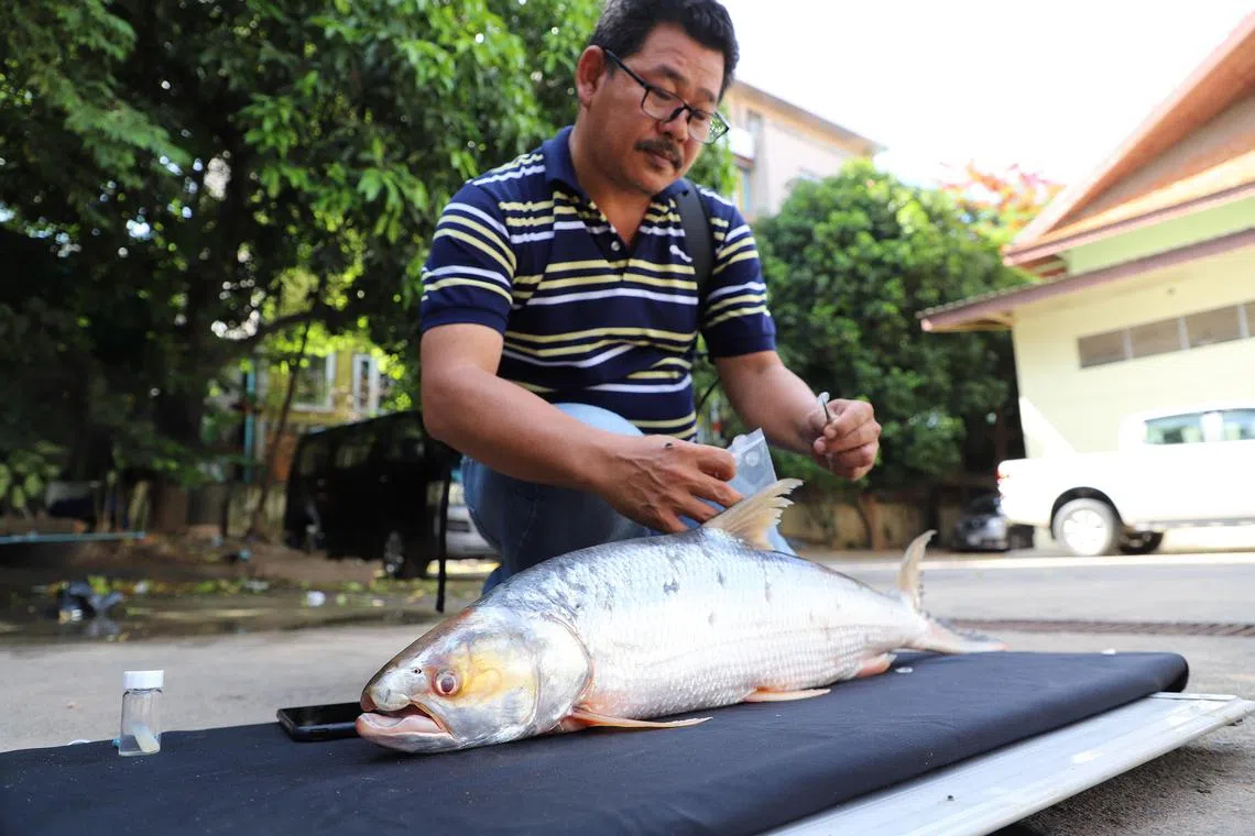 An elusive giant salmon carp, nicknamed the Mekong ghost, has not been spotted since 2005 until it was discovered in 2020.