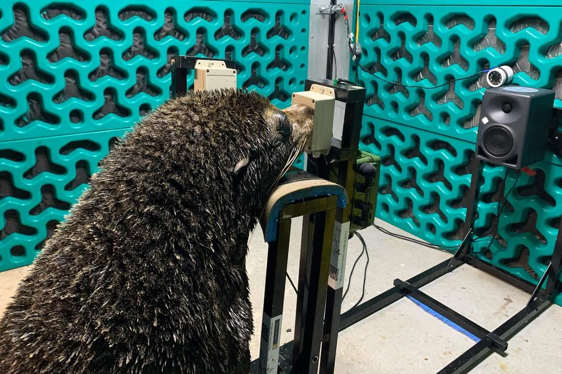 Keepers at Sydney’s Taronga Zoo trained two sea lions and two fur seals to listen to sounds and press a paddle when they heard a tone.