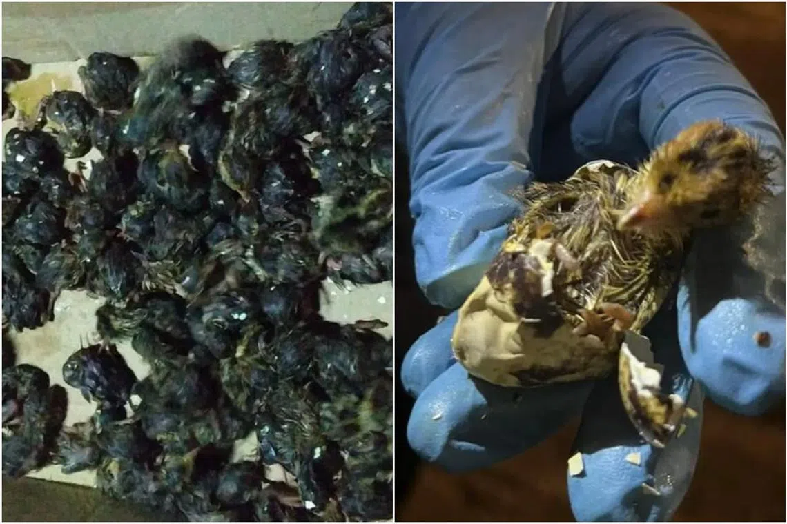 Acres said a concerned caller had alerted them after hearing chirping sounds from the bin.