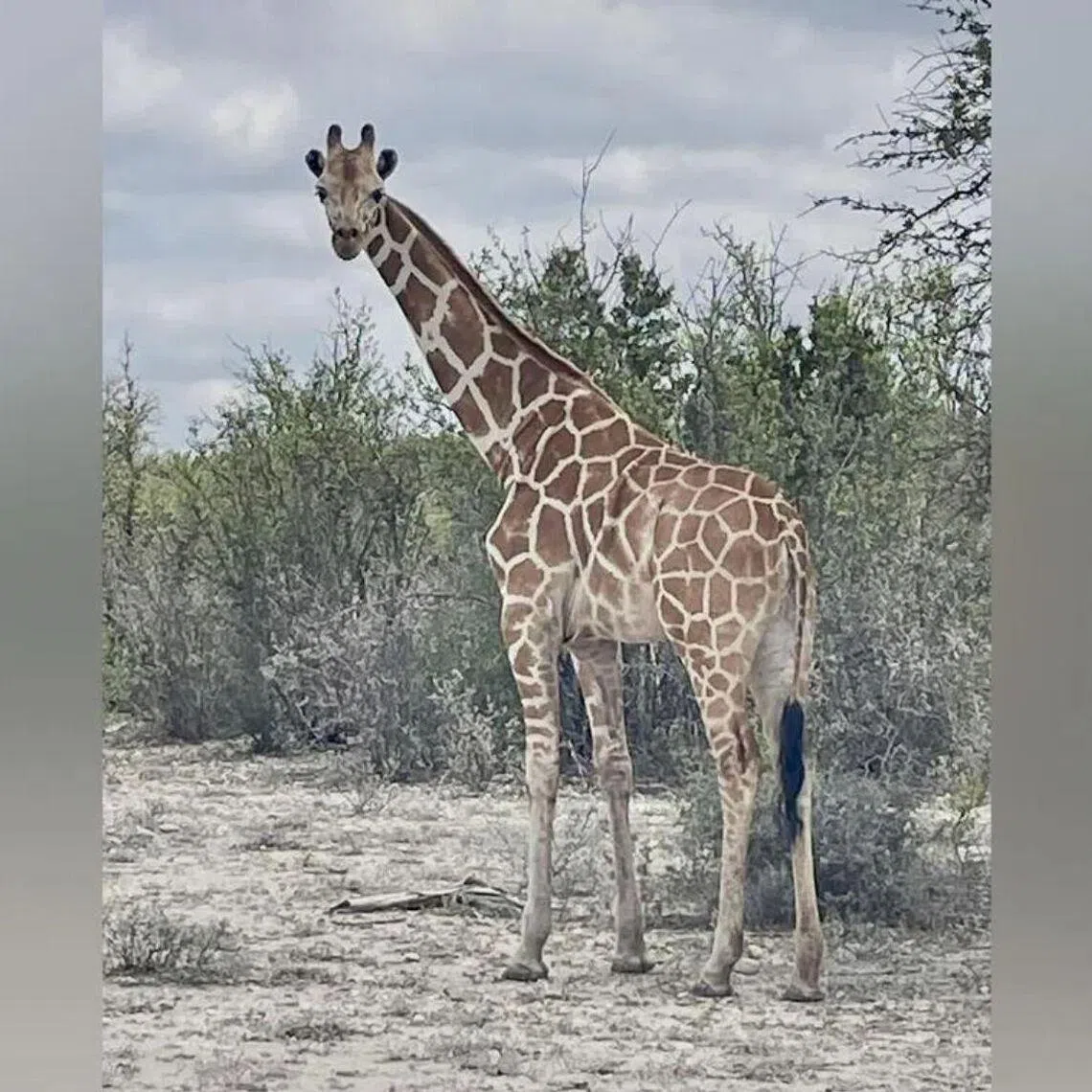 This giraffe, named Gracie, wandered off a private game reserve in the US earlier in June.