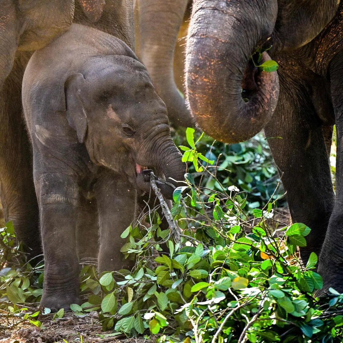 Elephants eat leaves at an orphanage in Pinnawala where an elephant keeper was sentenced to 15 years in jail in September for wildlife trafficking.
