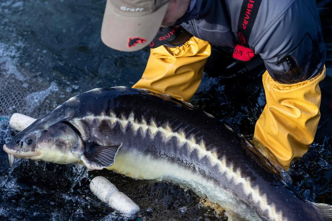 This is due to invisible chemicals called PFAS that were first developed in the 1940s to resist water and heat.