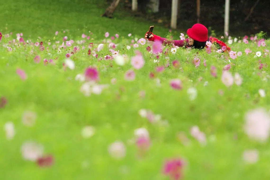 A woman takes a selfie in a flower garden at Chiang Kai-Shek Shilin Residence in Taipei on December 15, 2022. (Photo by Sam Yeh / AFP)
