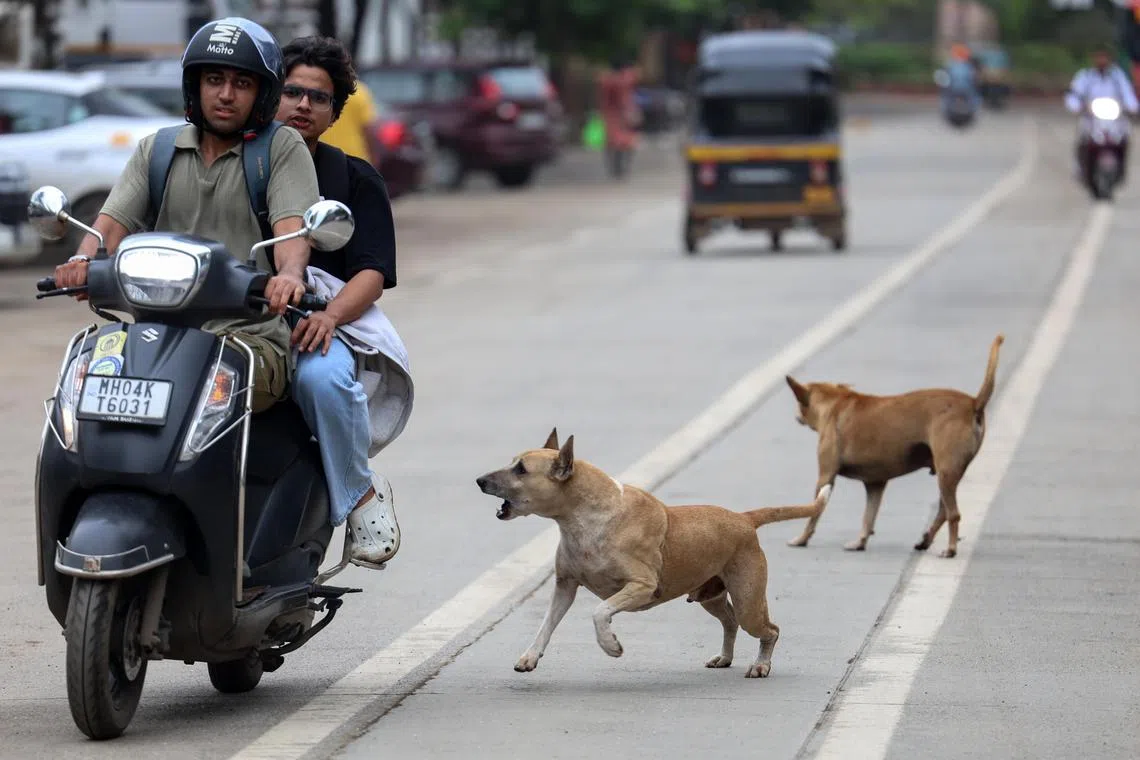 New Delhi is cracking down on stray dogs in response to a rise in the number of cases of rabies.