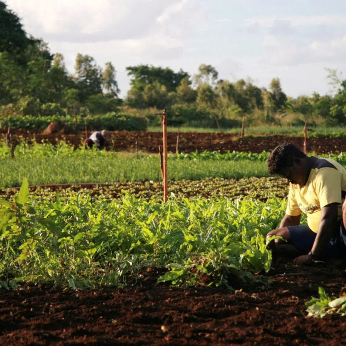 FILE PHOTO: A Mauritian man tends to his vegetables in Terre Rouge May 8, 2008.   Ed Harris/File Photo