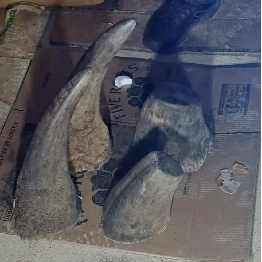 A shipment containing 55.4kg of rhinoceros horns and 26.2kg of lion and tiger bones, skulls and claws was seized in Johannesburg on Dec 1.