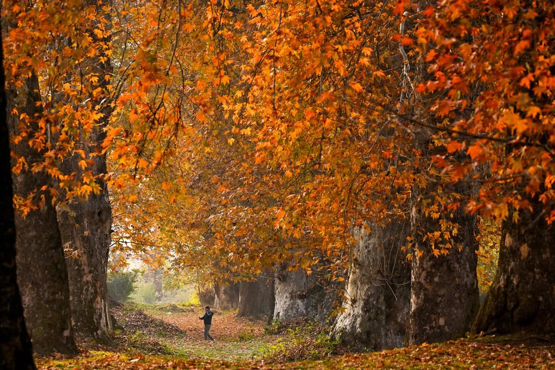 A man walks amid maple trees at Nishat Garden in Srinagar on November 13.